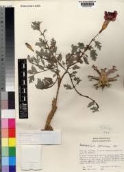 Image result for Harpagophytum procumbens