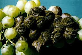 Image result for Botrytis cinerea