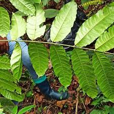 Image result for Khaya grandifoliola