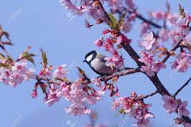 桜のおっぱい の写真素材・画像素材. Image 98485296.