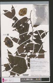 Image result for Chrysophyllum welwitschii