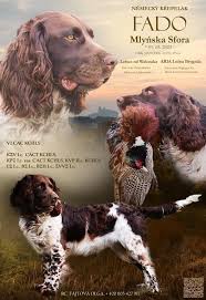 Image result for německý křepelák postava