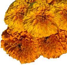 You don't need to go out looking for good quality and reasonable peony flowers if you can sit in the comfort of your home and make a bulk purchase. Calendula Buy Bulk Marigold Flowers Online Whole Blossoms