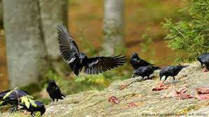 Bird group names with birds images. What Do You Call A Group Of Ravens Global Ideas Dw 28 01 2015