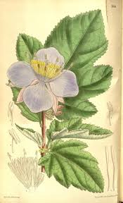 Image result for Malvaceae subfamily Grewioideae
