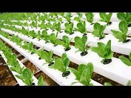 3 how to start a hydroponic home garden (setup). Hydroponic Gardening Grow Organic Plants Fast Youtube