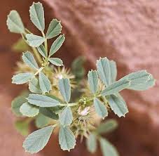 Image result for Medicago laciniata