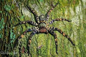Pin On Creatures