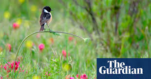 The year tested us in more. Wildlife Photographer Of The Year 2020 Winners In Pictures Art And Design The Guardian