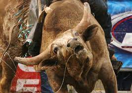 But controversy stirs anyway among animal rights groups and those who do not understand the inner workings of the rodeo. The Truth About Bull Riding Vancouver Humane Society