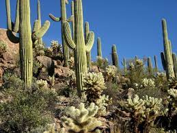 A saguaro cactus duo at sunset in saguaro national park (west), near tucson, arizona. Great Place To See The Majestic Saguaro Cactus Review Of Red Hills Visitor Center Tucson Az Tripadvisor