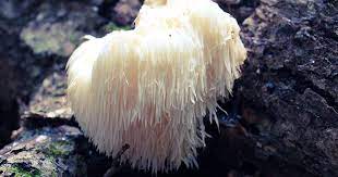 Buy 100 Lions Mane Mushroom Spawn Plugsdowels To Inoculate Logs Or Stumps To Grow Gourmet And Medicinal Mushrooms - Grown Your Own Mushrooms For Years To Come - Makes A Perfect Gift