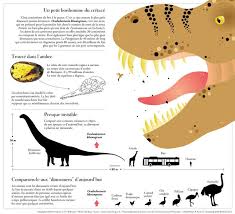 Infographie Un Nouveau Dinosaure Pas Plus Gros Qu Un Colibri Infographie Colibri Dinosaure