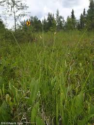 Image result for Carex johnstonii