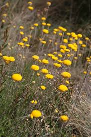 Image result for Wahlenbergia paludicola