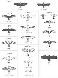 Here is long list of famous types of eagles in the world, like bateleur eagle, bald eagle, golden eagle, african fish eagle, martial eagle and etc. Birds Of Prey Facts Science Trek Idaho Public Television