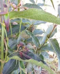 Image result for Vincetoxicum cernuum