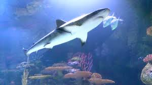 Maybe you would like to learn more about one of these? Shark Week Swims Into Shreveport On July 12