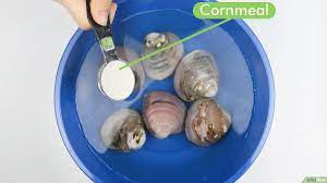 1 kg kijing / kerang air tawar rendam. Cara Membersihkan Kerang 7 Langkah Dengan Gambar Wikihow