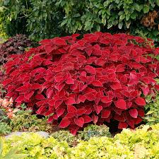 Image result for Coleus welwitschii
