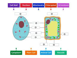 Animal cell membrane vs plant cell membrane. Animal And Plant Cell Teaching Resources