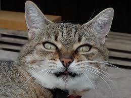 The long hair depicted here is rather modest, they can get a lot longer. Wallpaper Asian Tiger Wildlife Grey Fur Whiskers Fujifilm Wild Cat Xt1 Fauna Grau Cat Like Mammal Snout Small To Medium Sized Cats Carnivoran Tabby Cat Domestic Short Haired Cat Katze European