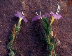 Image result for Barleria sp. B