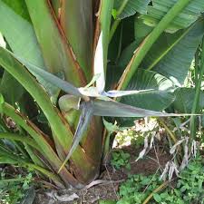 Image result for Strelitzia caudata