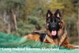 Champion bloodlines, police dog and search and rescue bloodlines. Your Inside Scoop To The Remarkable Long Haired German Shepherd Animalso