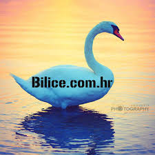 Bilice su općina u hrvatskoj. Bilice Home Facebook