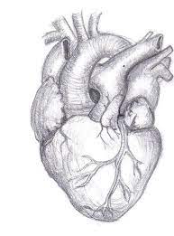 Here presented 53+ pencil drawing heart images for free to download, print or share. Pals Class In Tampa Boasts Of Extra Advantages For Students And Teachers Alike Human Heart Drawing Heart Drawing Heart Pencil Drawing