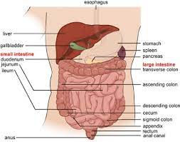 1 Anatomy Of The Human Gastrointestinal Tract Schematic Overview Download Scientific Diagram