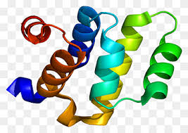 …biological macromolecular structure is the worldwide protein data bank (wwpdb), a joint effort of the research collaboratory for structural bioinformatics (rcsb) in the united states, the protein data bank europe (pdbe) at the european bioinformatics institute in the united kingdom. Worldwide Protein Data Bank Png Images Pngwing