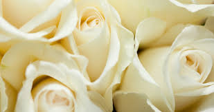 Did you know that rose meanings include more. Bloomiq