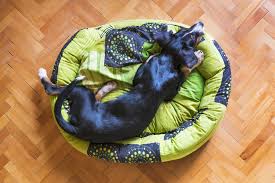 Let's see these dogs bad with their benefits and features. How To Make A Waterproof Dog Bed Interior Design Design News And Architecture Trends