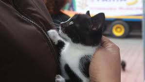 El día del gato es una buena oportunidad para hablar de los gatos de los famosos, esos felinos que viven a todo lujo gracias a sus amos. Dia Del Gato Por Que Lo Celebramos Tres Veces Al Ano Respuestas El Comercio Peru