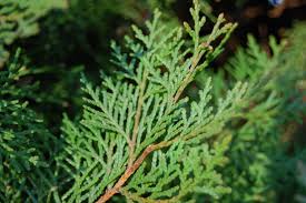 Image result for Platycladus orientalis