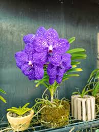 Image result for Vanda coerulea