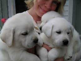 How come they cost so much? Adorable White Labrador Puppies White Lab Puppies English Labrador Retriever Labrador Retriever Puppies