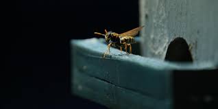 Country Diary 1922: The Queen Wasp Must Be Tough | Insects | The Guardian
