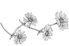 The following image of ankle chain tattoo represents a very strong expression.i.e. Pin By Nina Bonavoglia On Tattoos Daisy Chain Tattoo Chain Tattoo Daisy Tattoo