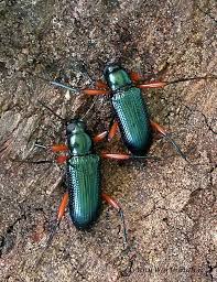 Image result for Erythrocephalum