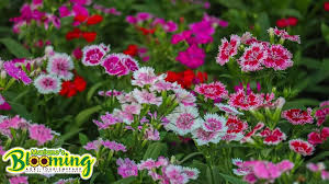 We did not find results for: List Beautiful Flower Fields In Ph Perfect For Romantic Dates
