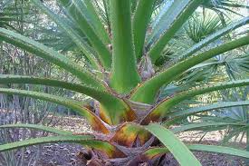 Image result for Wiesneria filifolia