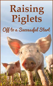 Raising Piglets Off To A Successful Start Countryside Piglet Raising Pigs Pig Farming