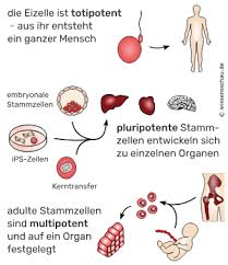 Welche Arten Von Stammzellen Gibt Es Wissensschau De