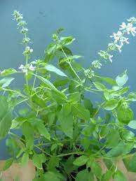 Albahaca basil is exclusive to nature's herb farm. Lemon Basil Wikipedia