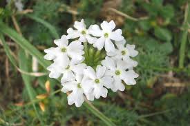 Image result for Verbena aristigera