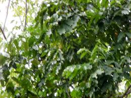 Image result for Khaya grandifoliola