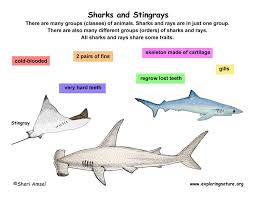 Classification Of Living Things Chart Basic List Of The